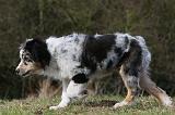 BERGER AUSTRALIEN PUPPIES 375